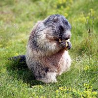 Murmeldyret - groundhog